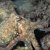 Animales Marinos &raquo; Moluscos
